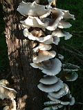 Bracket Fungus